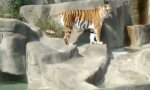 Lustiges Video : Kamikaze-Attacke im Zoo