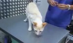 HowTo: Wie deaktiviert man eine Katze