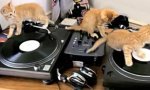 Funny Video : Kitten Disco