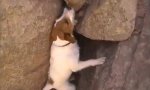 Movie : Dog with Steep Hobby