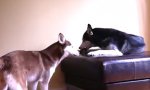 Wenn Hunde sich unterhalten