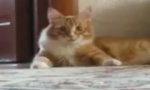 Funny Video : Michael Thriller Cat