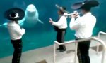 Funny Video : Mexikanisches Wal-Ständchen