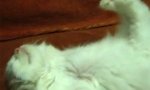 Lustiges Video - Katze in Yoga-Meditation