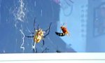 Funny Video - Wasp in Spider Web