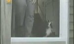 Funny Video : Katzen und Türen
