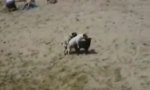 Funny Video : dog*doggystyle
