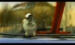 Movie : Vögel fliegen besser