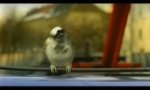 Lustiges Video : Vögel fliegen besser