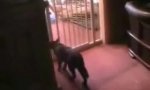 Funny Video : Katzen und Kinderzäune