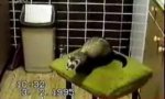 Funny Video : Erdbeers Waschbär