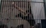 Lustiges Video : Gittermassage