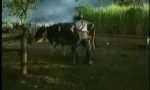 Funny Video - Wer seine Kuh liebt, der schiebt