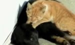 Lustiges Video : Animalmassage