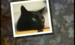 Funny Video : Elvis the cat