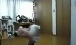 Funny Video : Japanischer Drehwurm