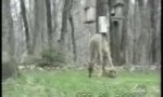 Lustiges Video : Kampfeichhörnchen