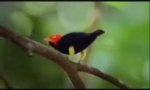 Funny Video : Birdy Moonwalk