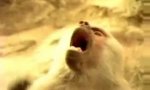 Movie : Affenhitze