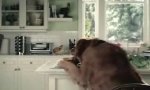 Lustiges Video : Mieser Hund