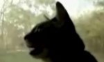 Lustiges Video : Katzenhund