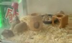 Lustiges Video : Stunt-Hamster