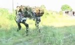 Lustiges Video : Robo-Esel