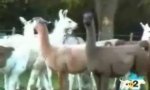 Funny Video : Lama-dummy