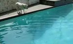 Funny Video : Seal-dog