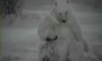 Lustiges Video : Eisbär pimpen