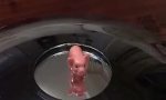 Funny Video : Mirror pig