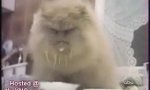 Funny Video - Cats at work