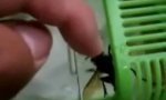 Funny Video : Do you want a new pet?