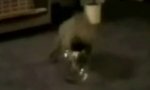 Lustiges Video - Bonsai Kitten 2