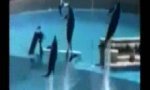 Funny Video : Air-water kollision