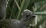 Lustiges Video : Der Fotoapparat-Autoalarmanlagen-Kettensägen-Vogel