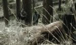 Lustiges Video : Yeti-Streich