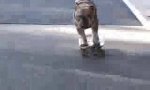 Funny Video - Skating dog