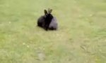 Lustiges Video : Rammler unter sich