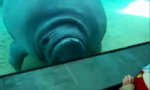 Movie : Sea cow with airbag