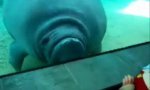 Funny Video : Sea cow with airbag