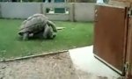 Lustiges Video - Schildkröten in Aktion