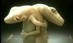 Funny Video : Lizard drama