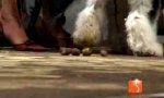 Funny Video : Catwalk