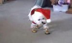 Lustiges Video : Warum (manche) Hunde Weihnachten hassen...