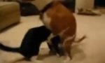 Lustiges Video : Katzen-Missbrauch