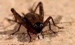 Funny Video : Parasite commands a cricket suicide
