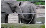 Lustiges Video - Abenteuer im Zoo - Heute: Nachtisch