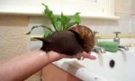 Funny Video : Big monster snail