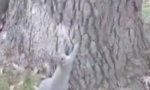 Funny Video - Drunk squirrel
